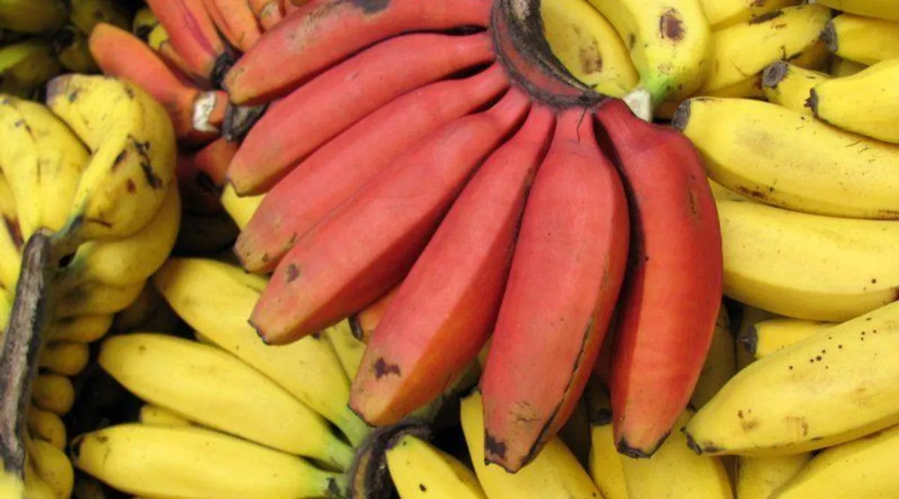 Red or yellow banana