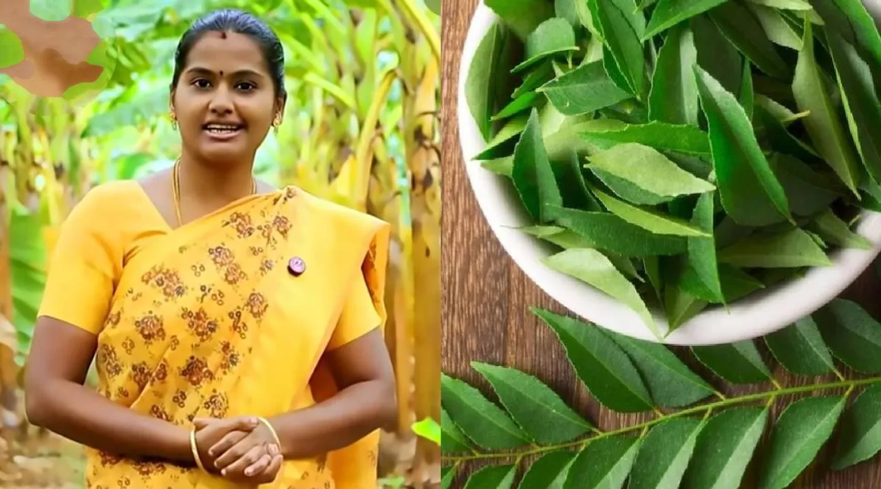 curry leaves 2