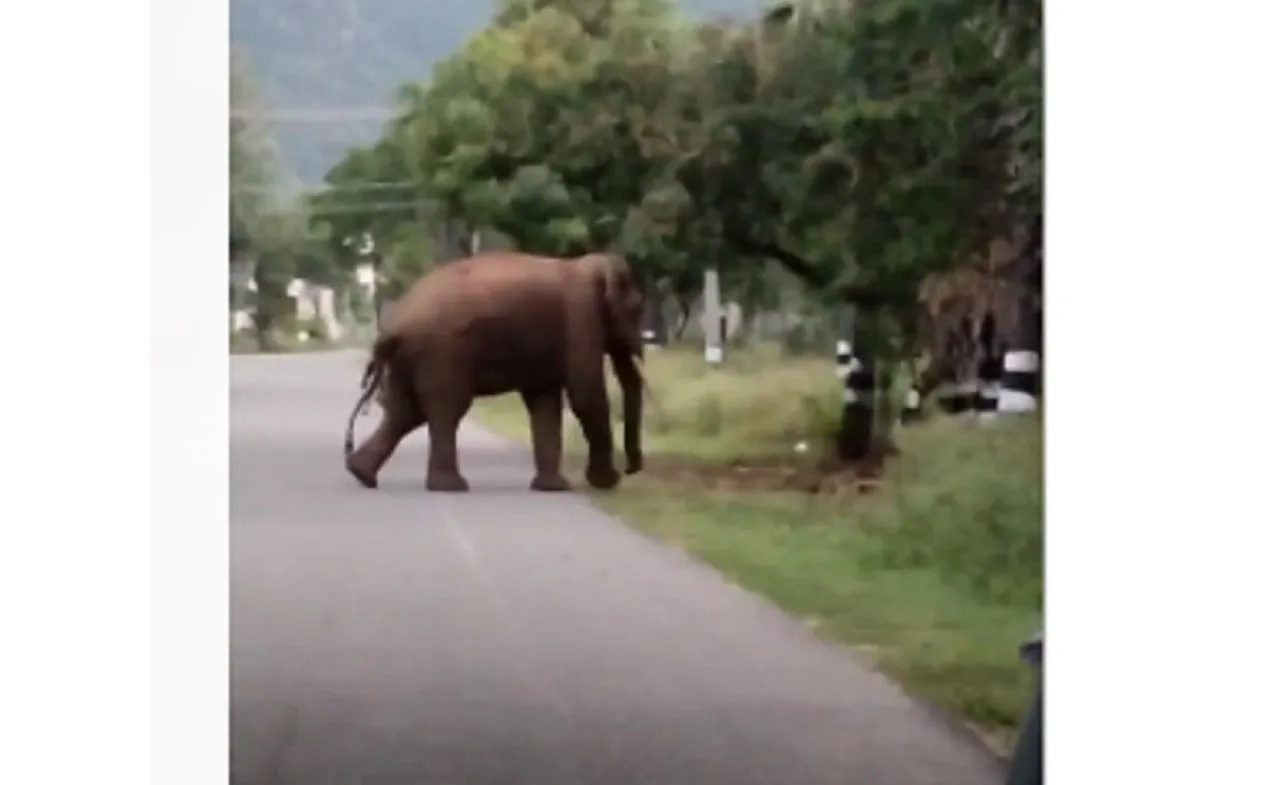 Elephant wild