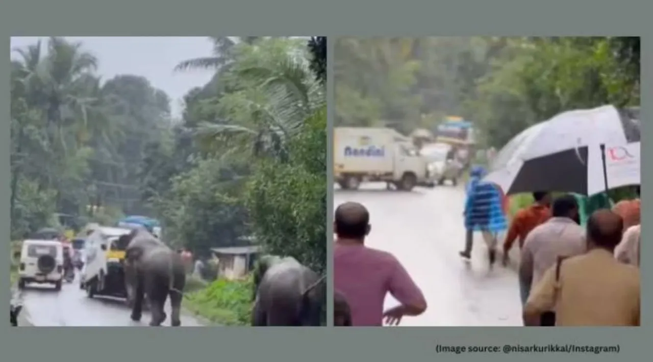 Elephants attack vehicles Kerala