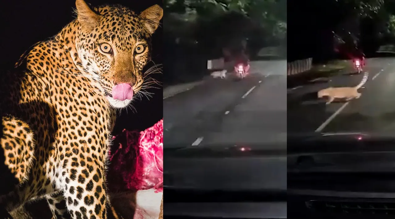 eopard Attack Bikers on Zoo Park Road