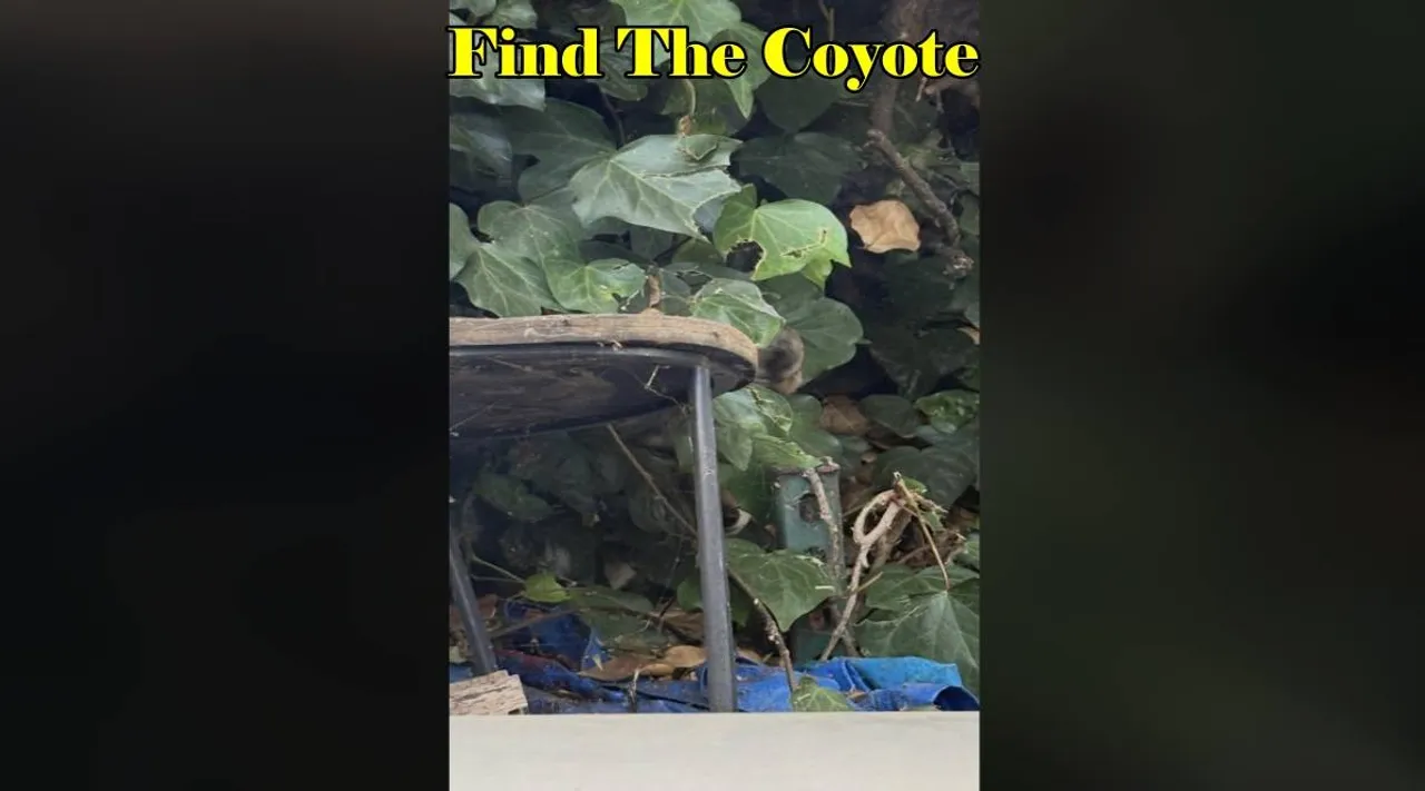 Find Coyote 1