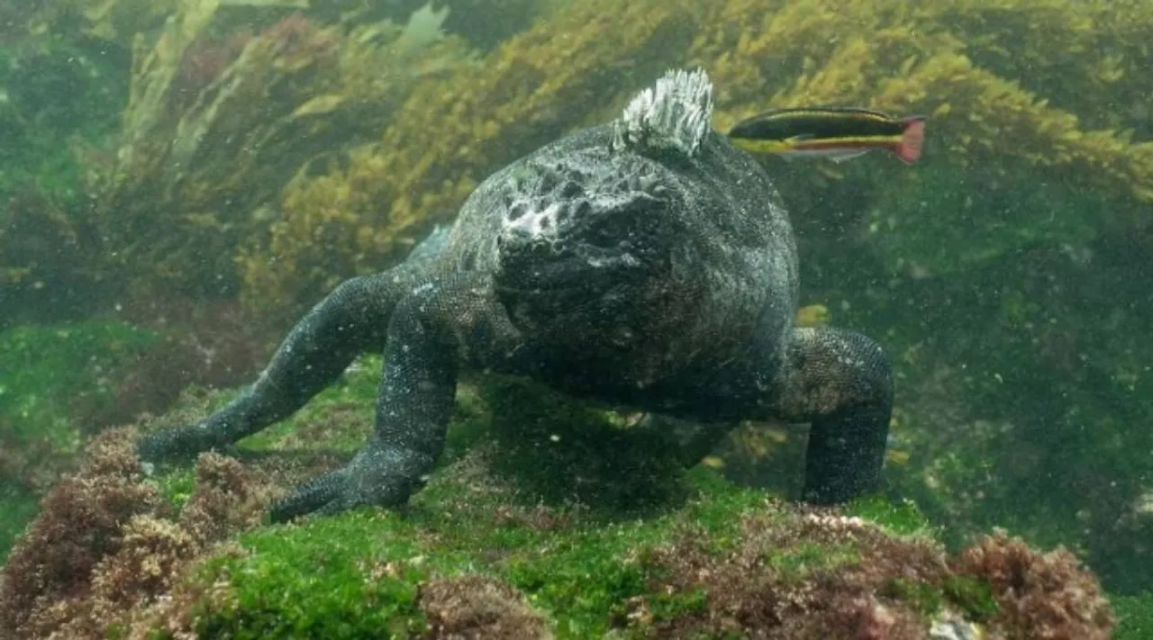 marine iguana ocean lizard