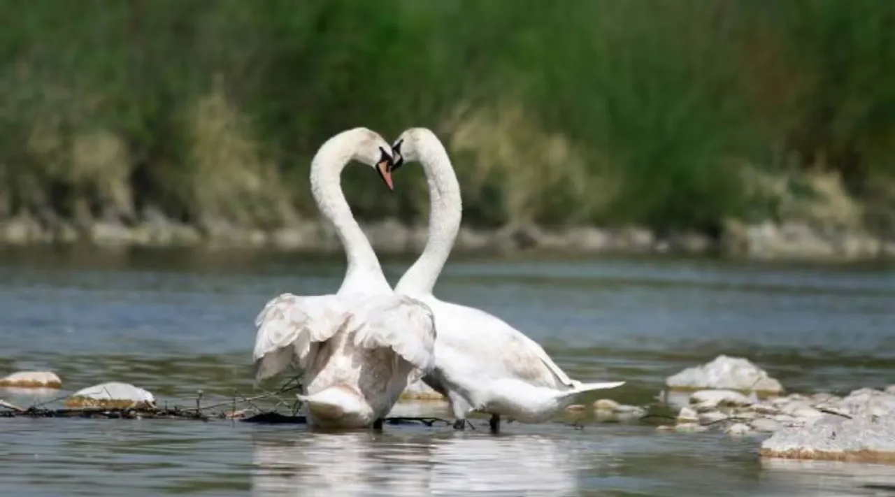 swans x