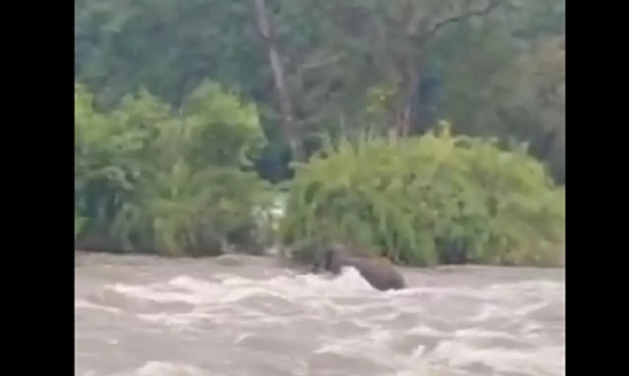 Wild elephant flash flood