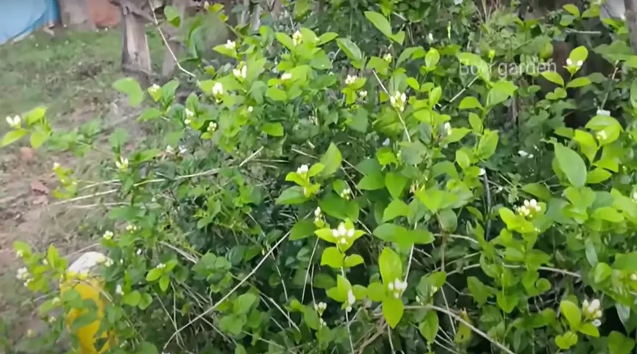 jasmine plant
