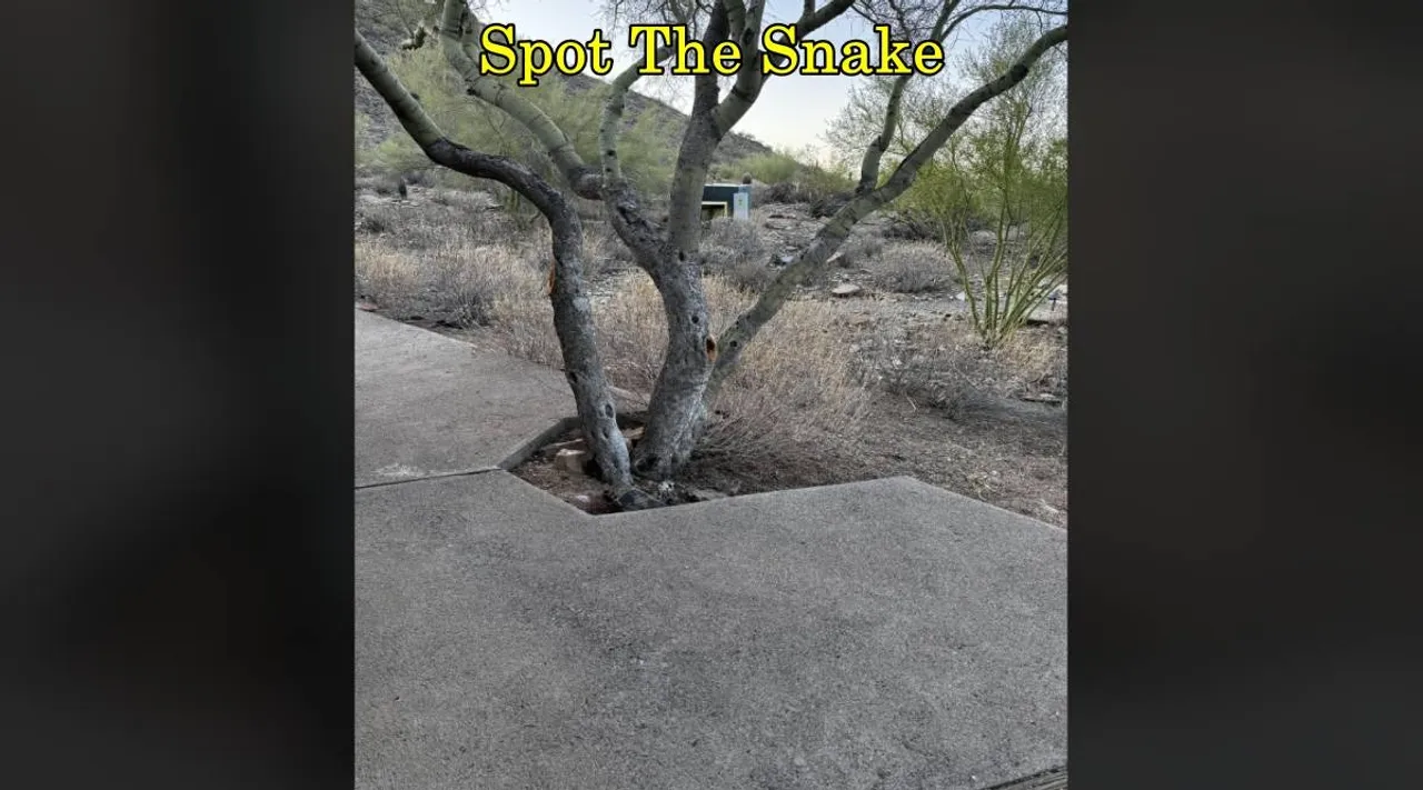 Spot tree snake 1