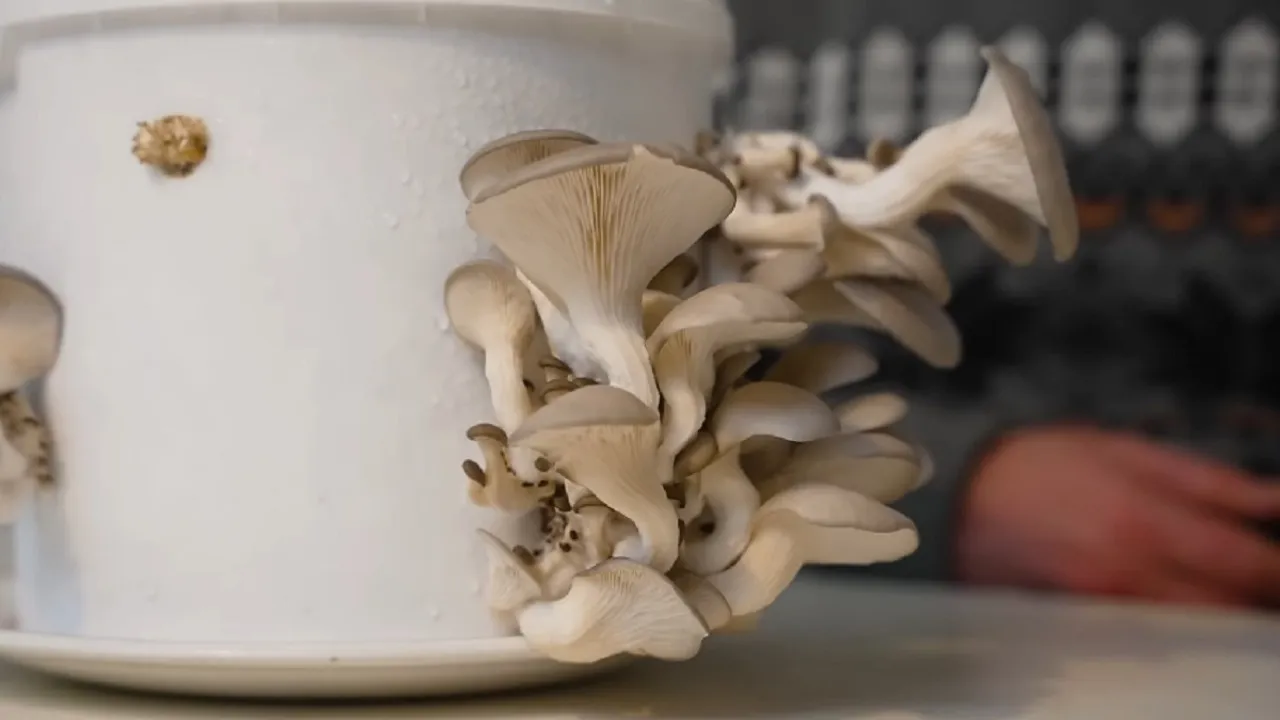 How To Grow Mushrooms in a Bucket