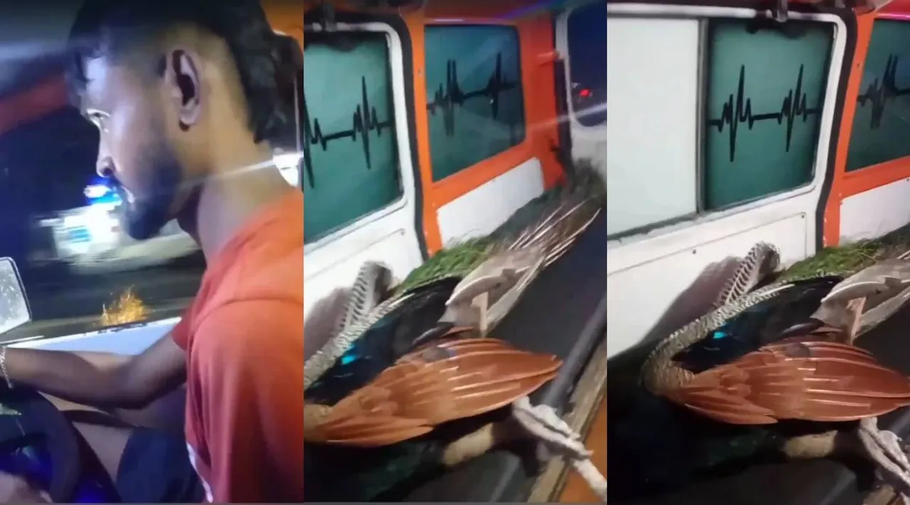 peacock rescued
