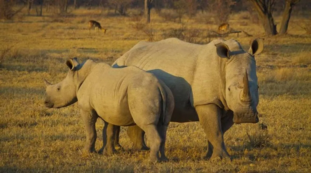 northern white rhino