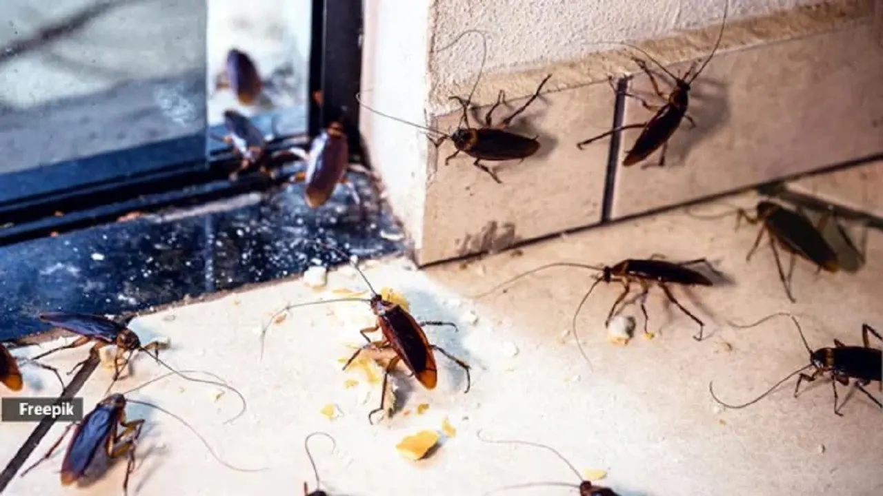pest control home cleaning