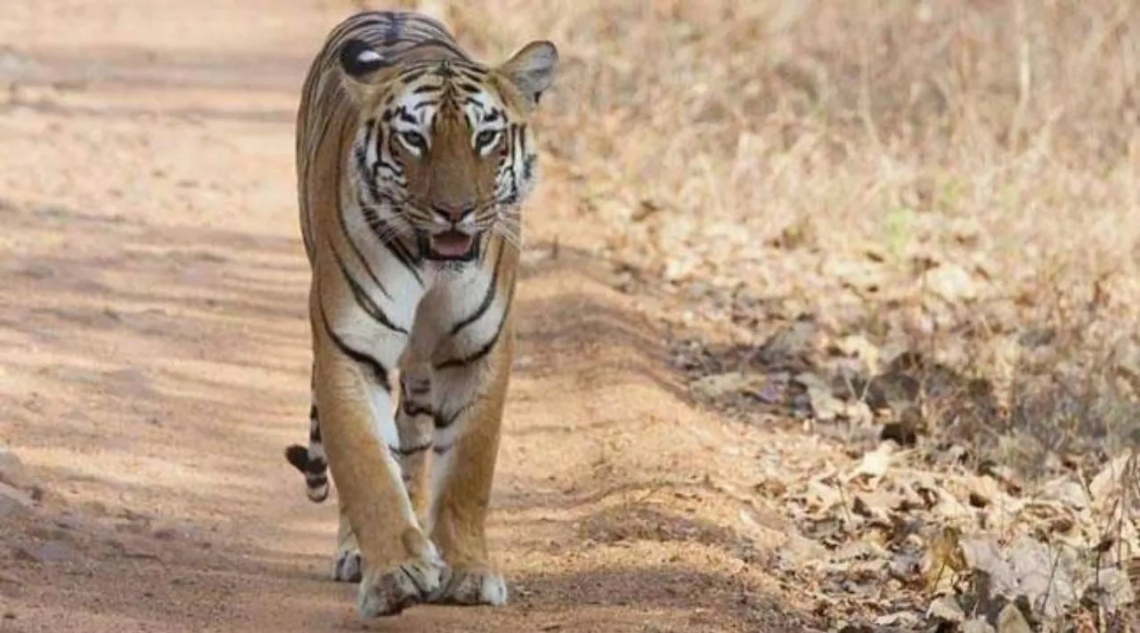 Tiger rep