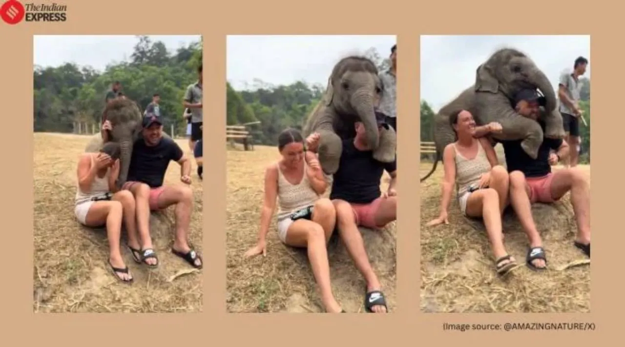 baby elephant hugs