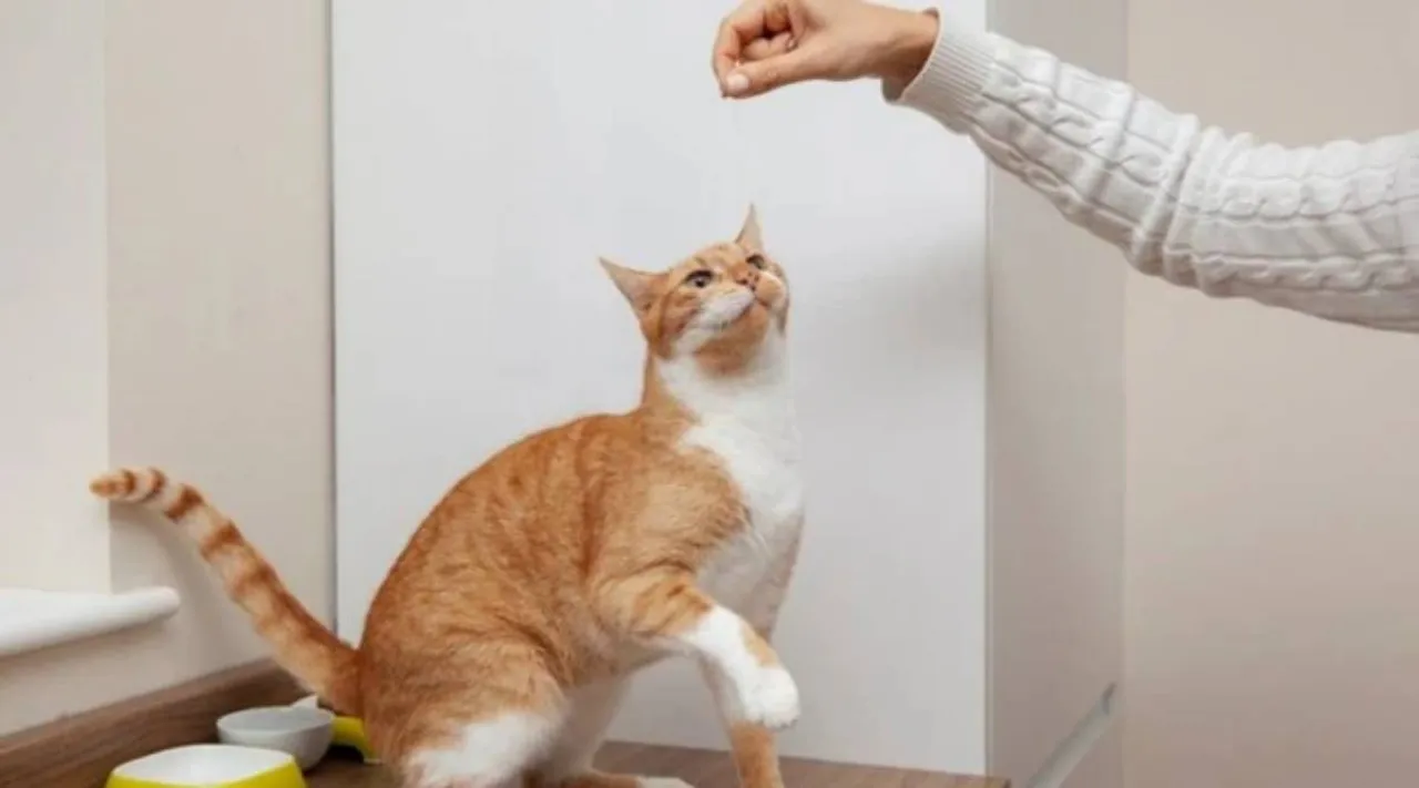 cat scratch disease