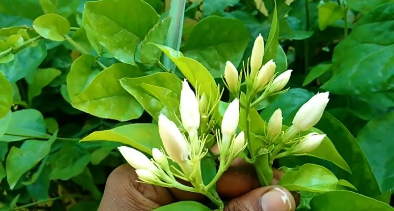 Jasmine plant care growing fertilizer blooming tips