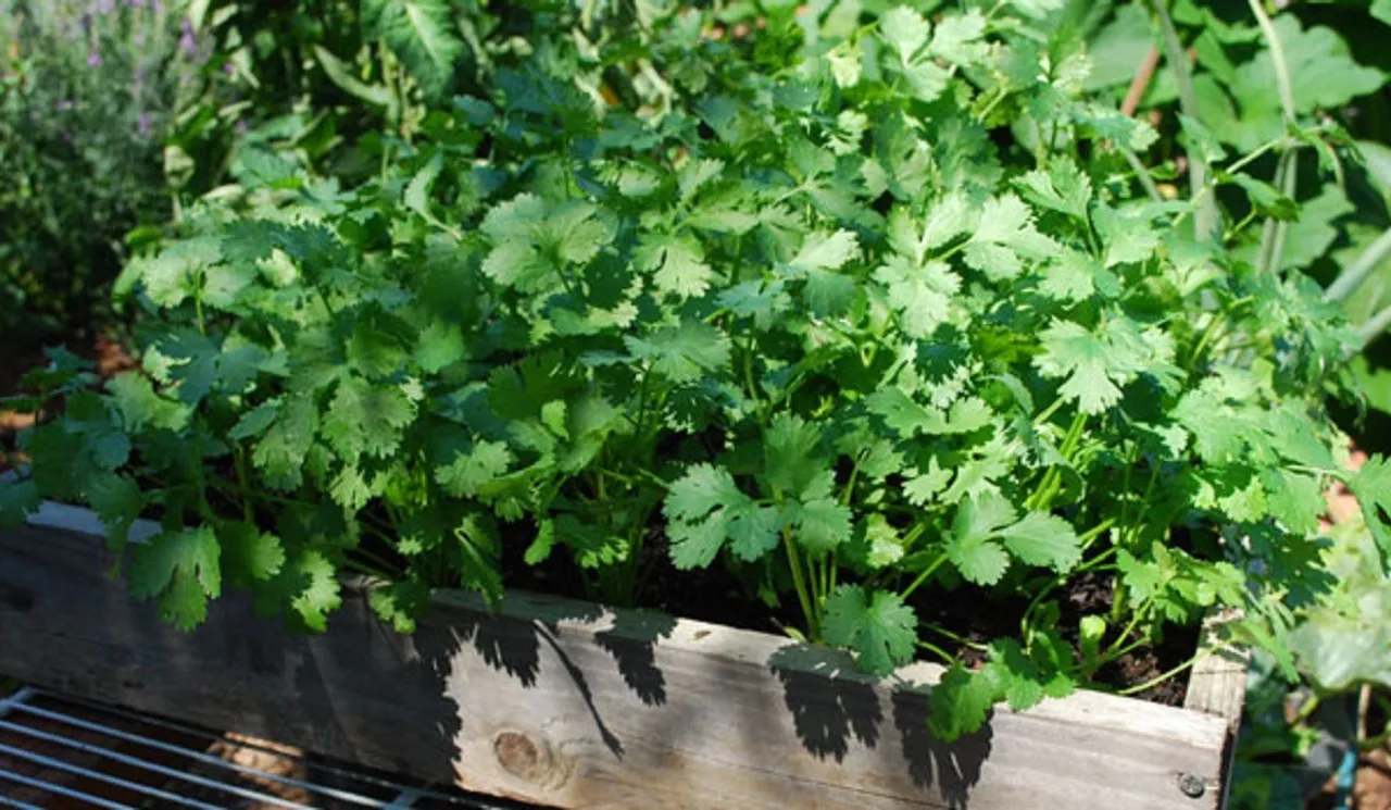 How to grow cilantro growing coriander from seed