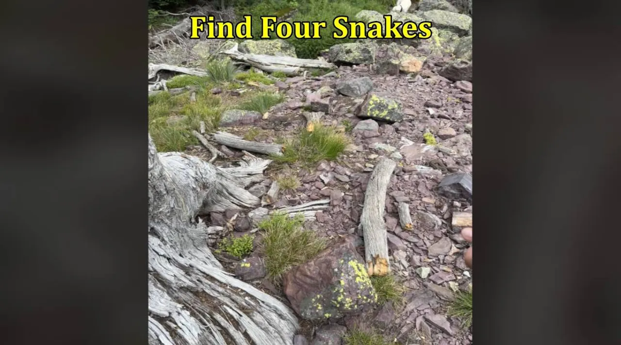 Four Snakes 1