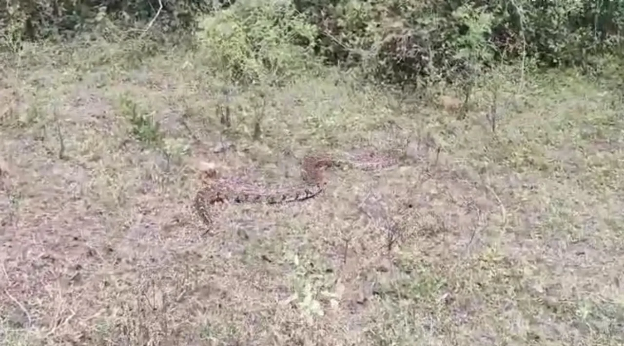 python rescue Coimbatore