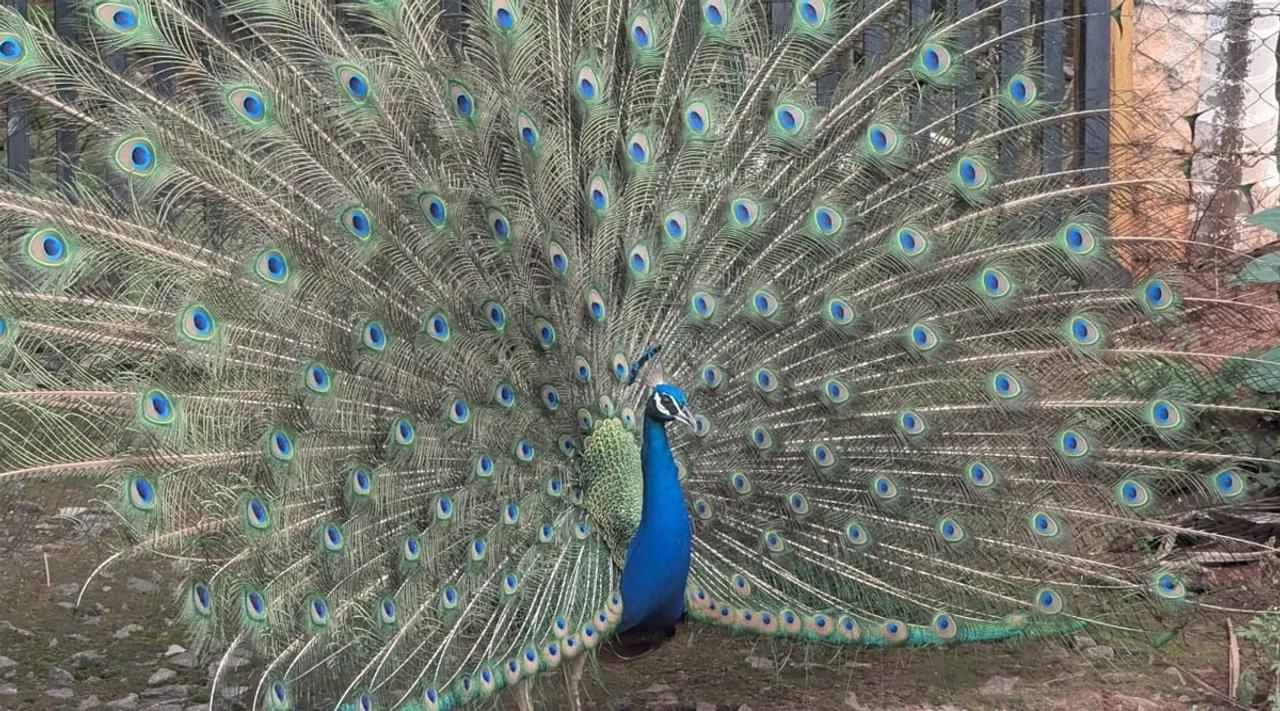 Peacocok