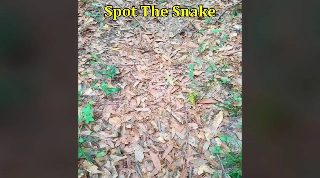 Snake in dryed leaves 1