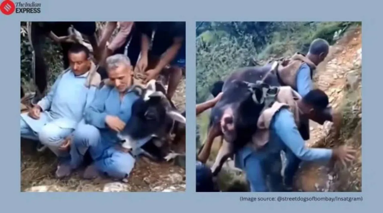 cow rescue