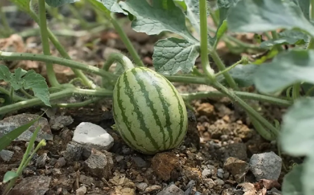 Amish farming watermelon secret