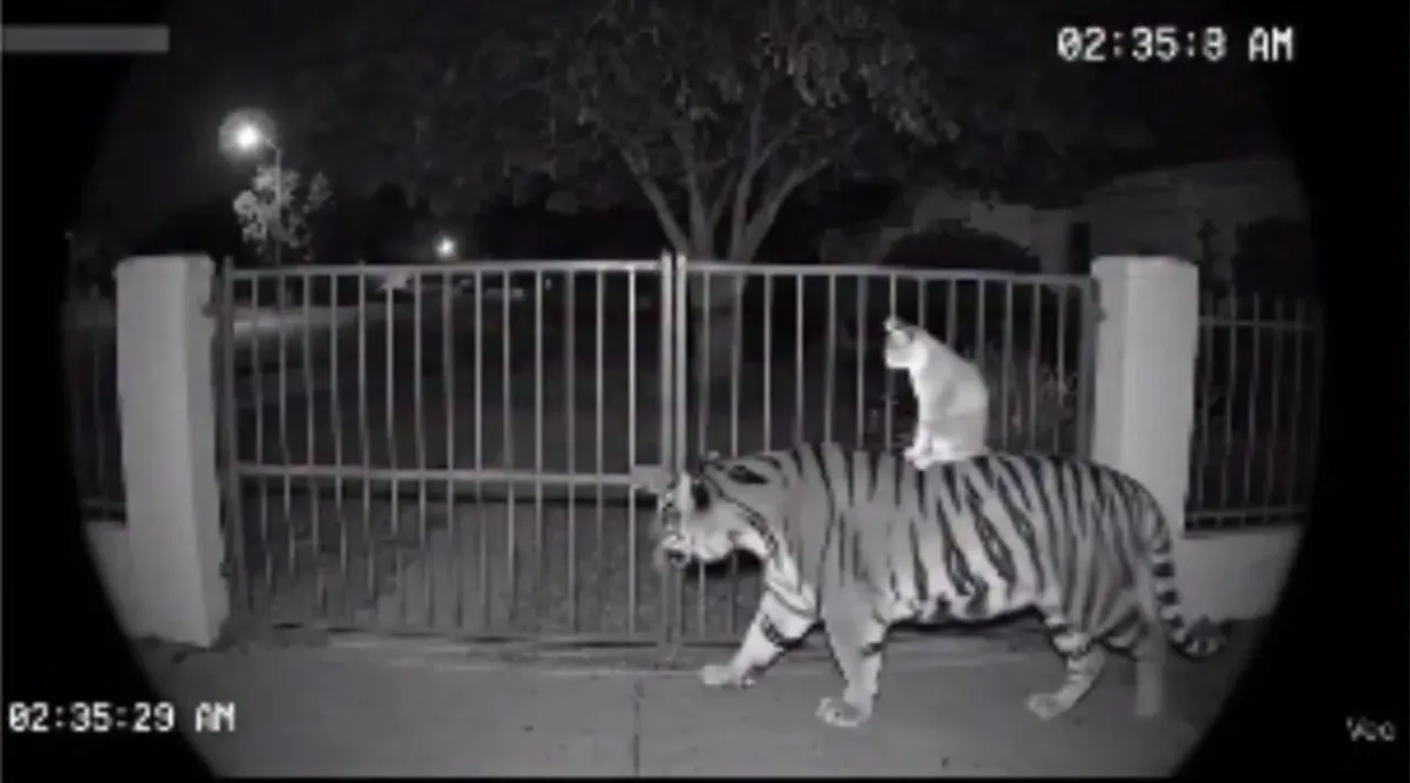 cat-with-tiger