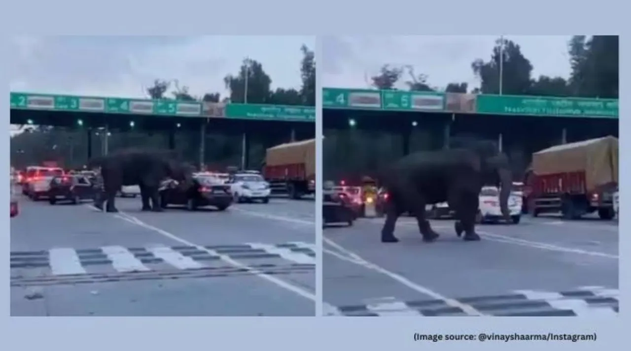 Elephant attack tolgate