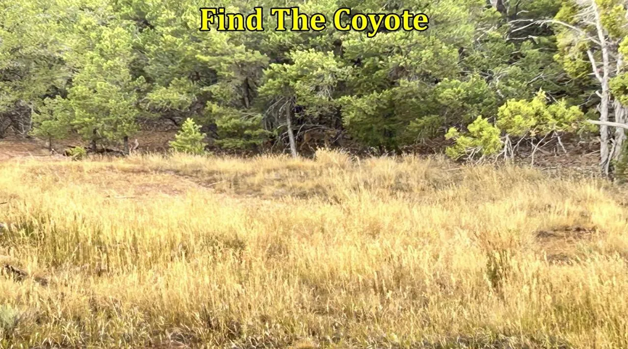 Find The Coyote 1