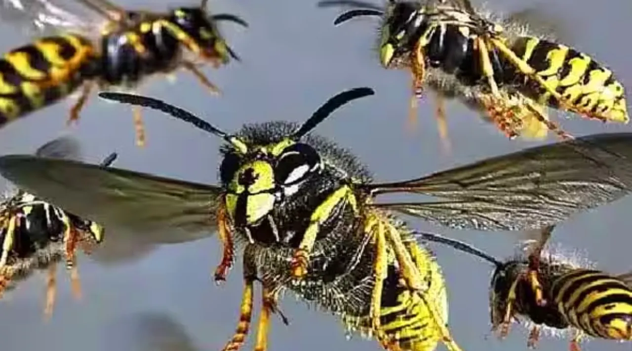 wasp