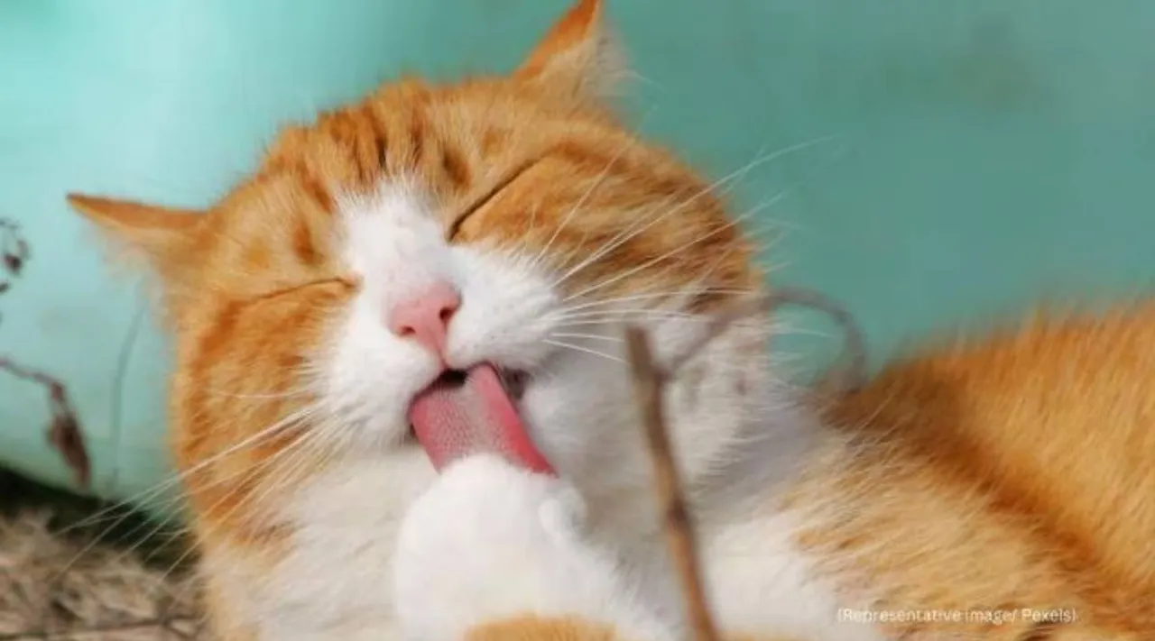 Cat Kumar