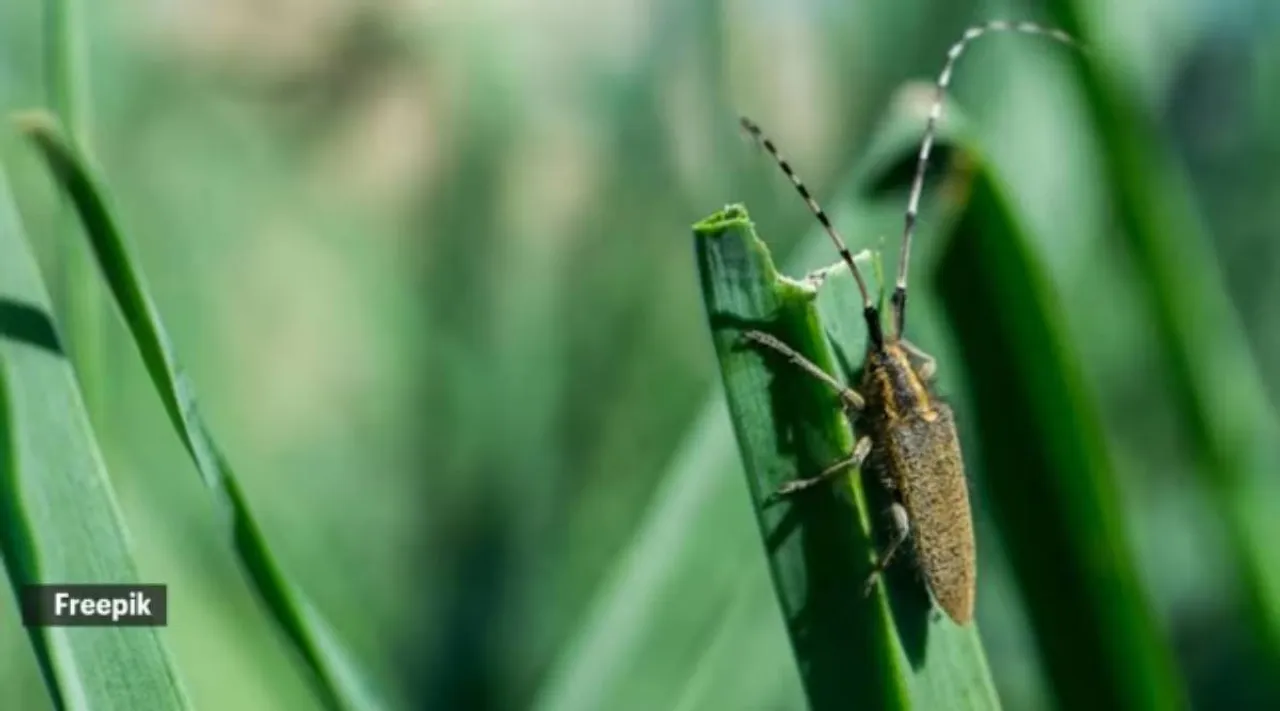 plant bugs