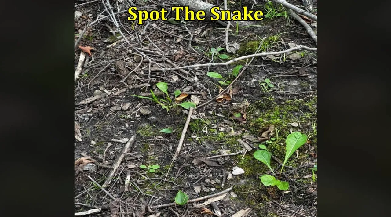 Snake mud 1