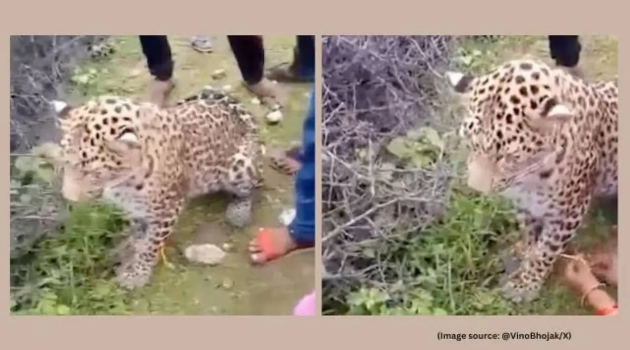 woman ties rakhi to leopard