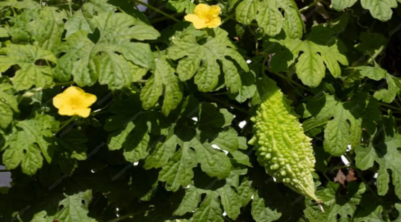 bitter gourd 2