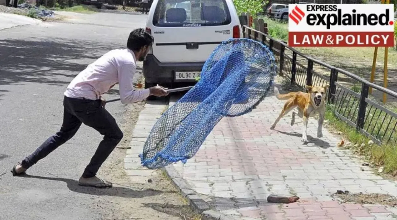 Dog catching
