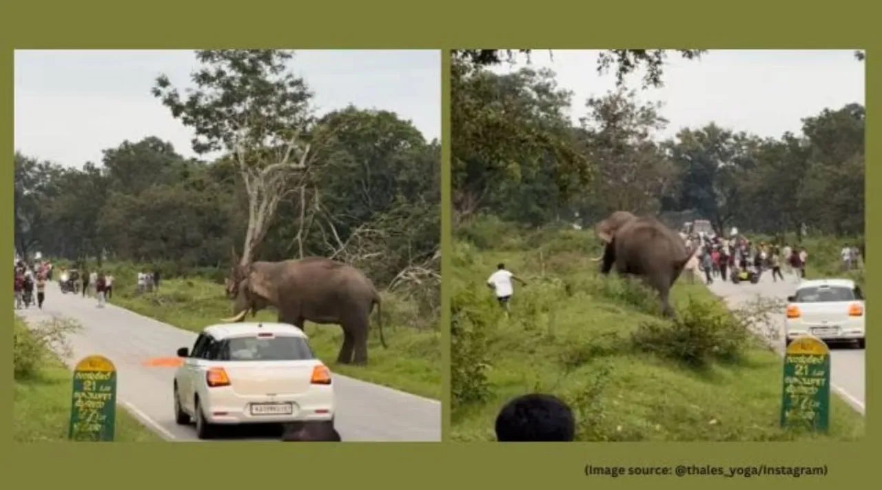 Elephant attacks man Tamil Nadu