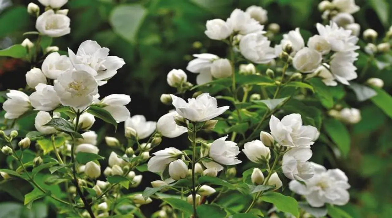 jasmine flowers