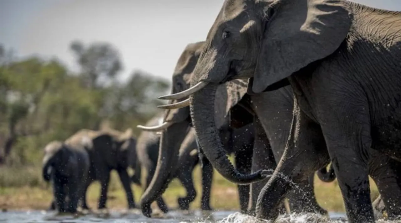 elephants water