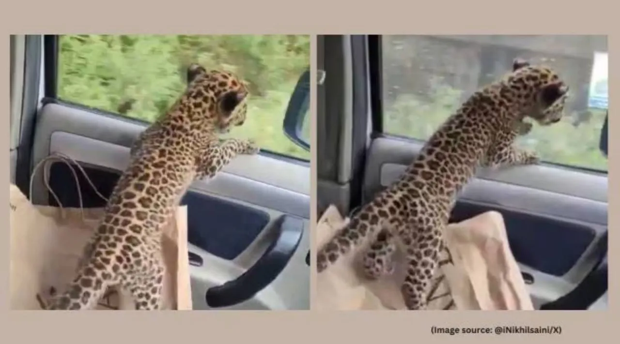 leopard cub