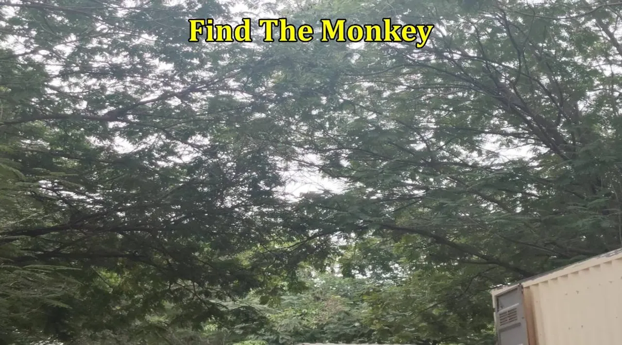 Monkey 1