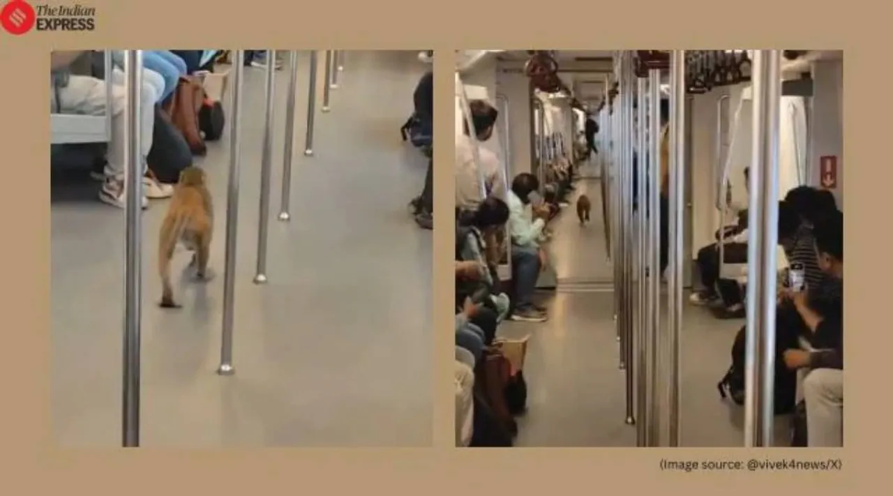 Monkey in Delhi Metro
