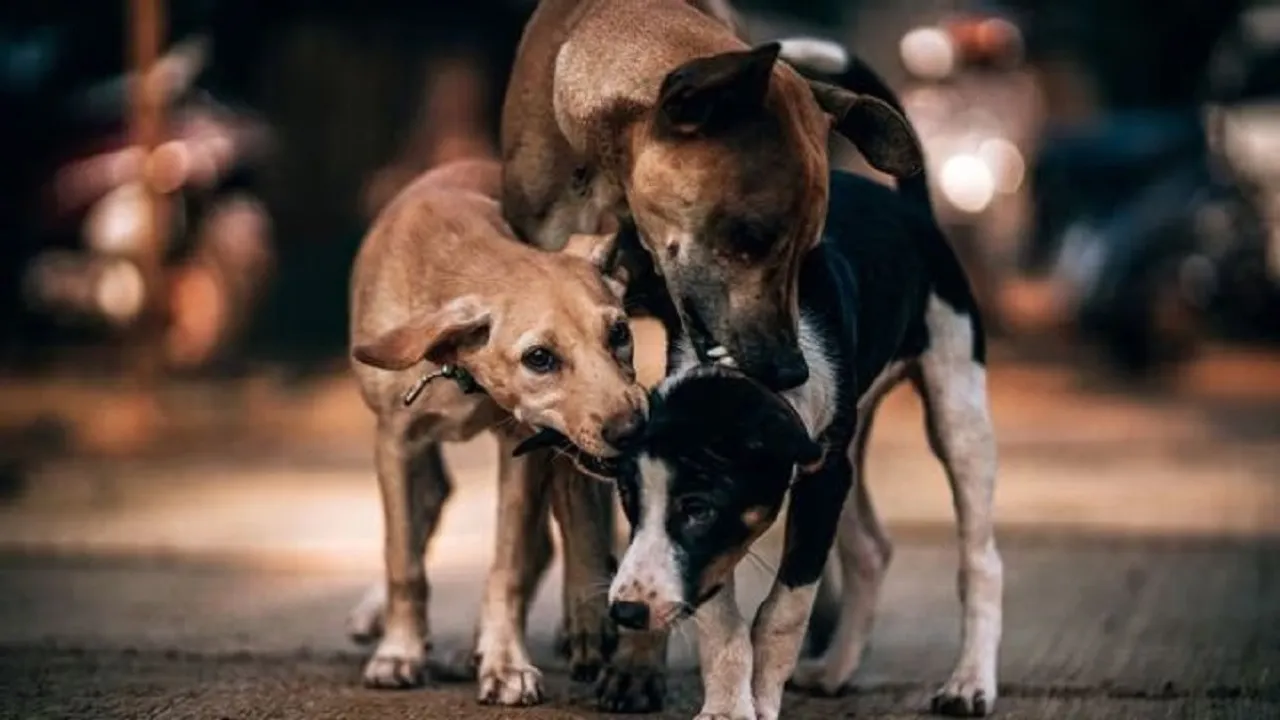 Stray dog adoption