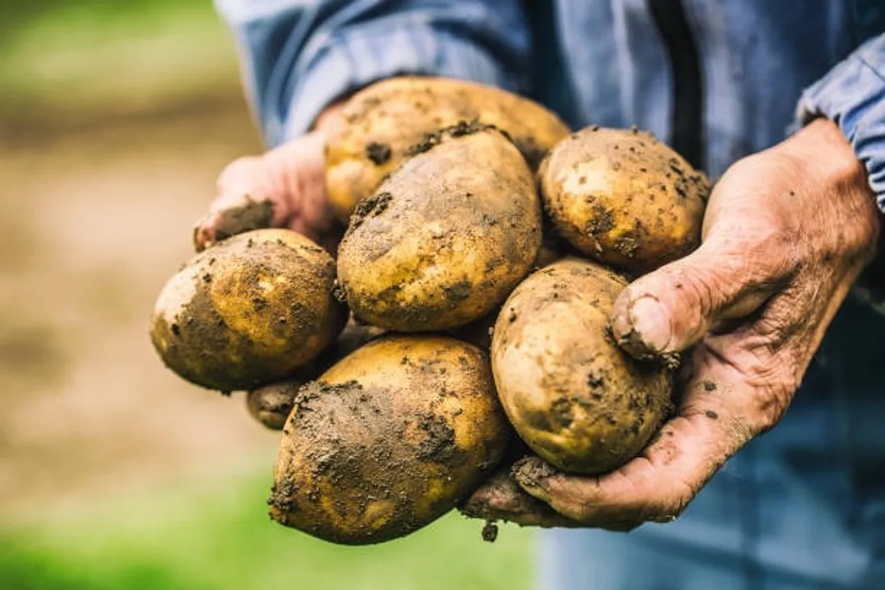 potato