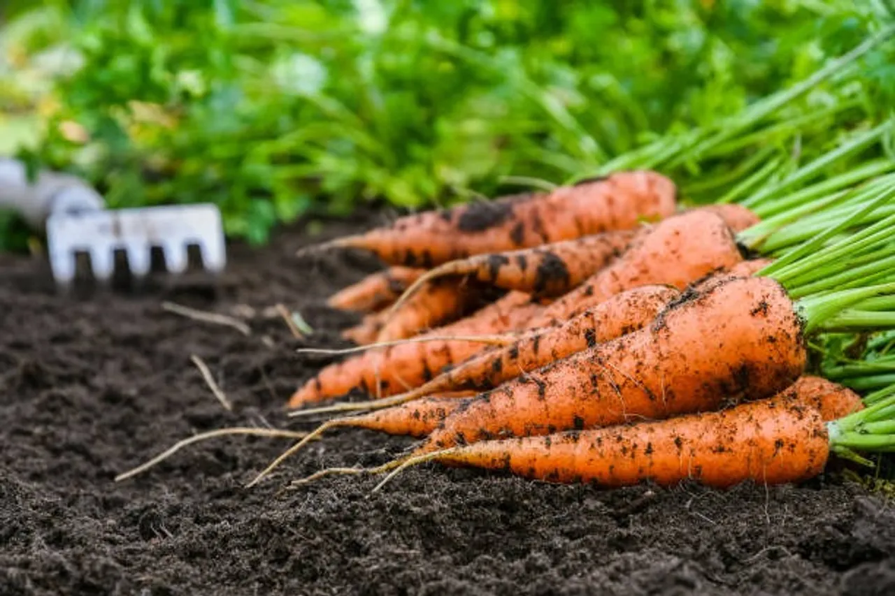 carrot