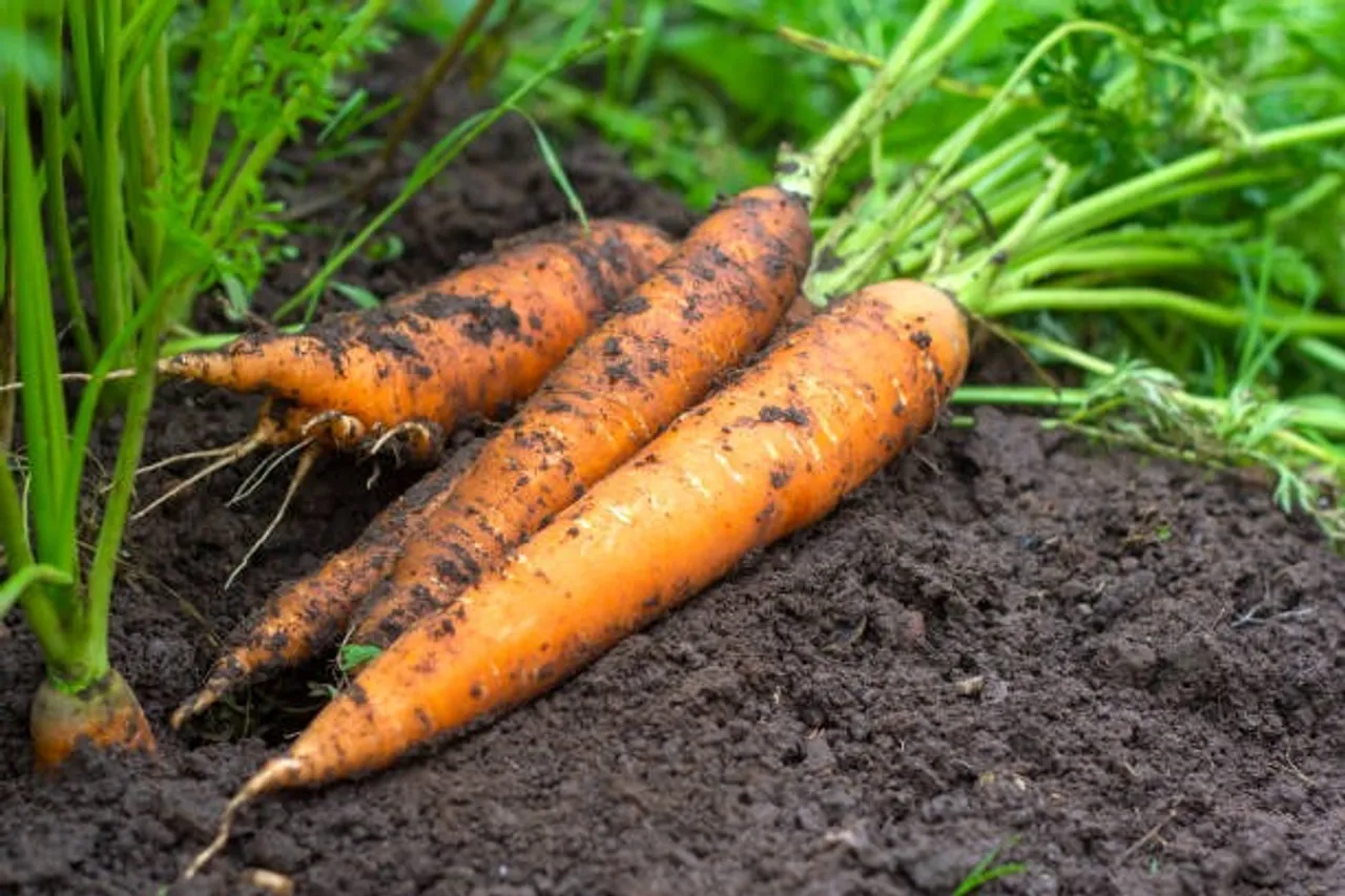carrot