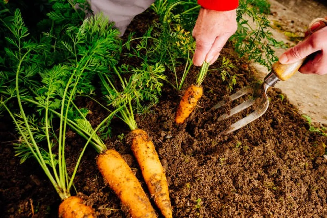 carrot