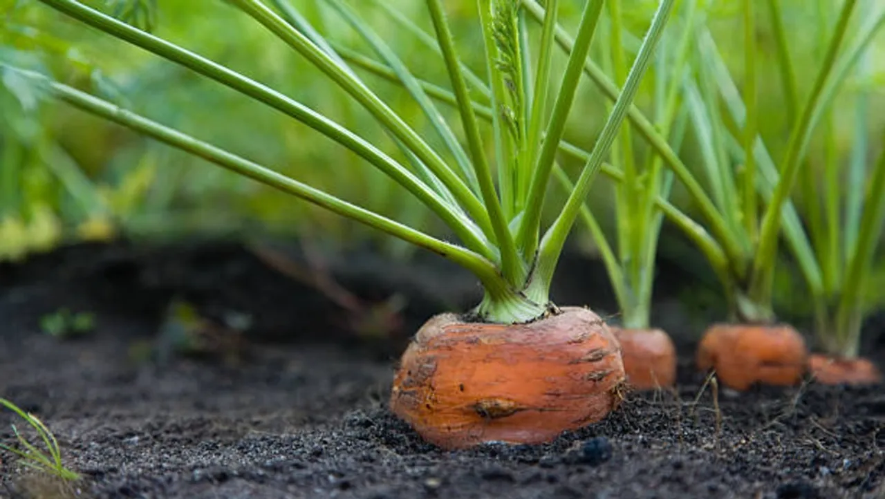 carrot