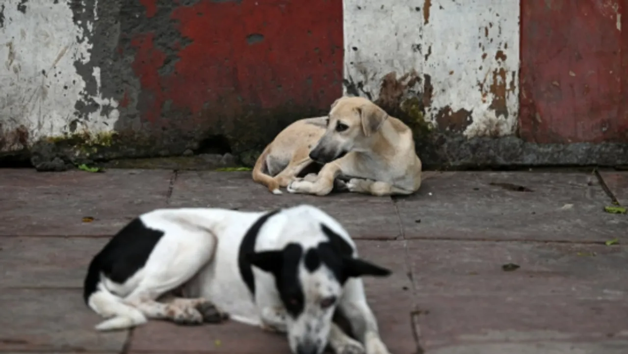 stray dogs