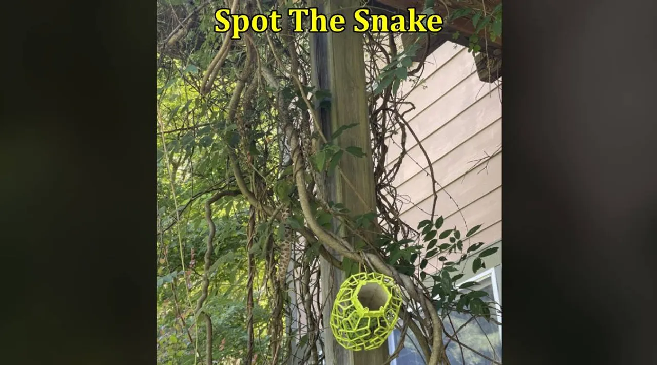 Snake find 1